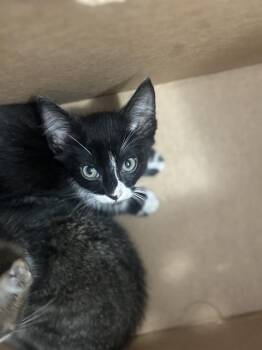 ISLA -  Domestic Short Hair Cat for Adoption in Dallas, Texas - ISLA | PetCurious