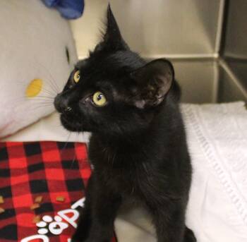 Salem -  Domestic Medium Hair Cat for Adoption in Yucca Valley, California - Salem | PetCurious
