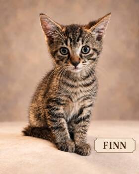 Finn -  Tabby Cat for Adoption in Miami, Florida - Finn | PetCurious