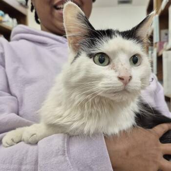 Rescue Domestic Long Hair Cats for Adoption in Alpharetta, Georgia - Doris | PetCurious