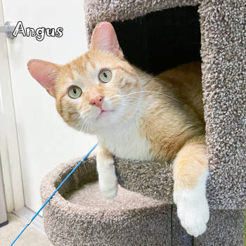 Rescue Domestic Short Hair Cats for Adoption in Carmel, Indiana - Angus | PetCurious