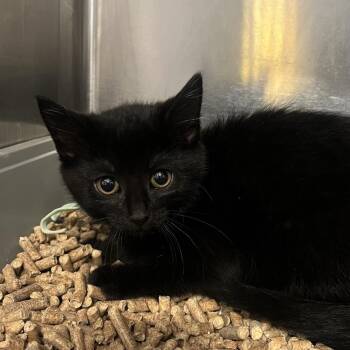 Rachel -  Domestic Short Hair Cat for Adoption in Mentor, Ohio - Rachel | PetCurious