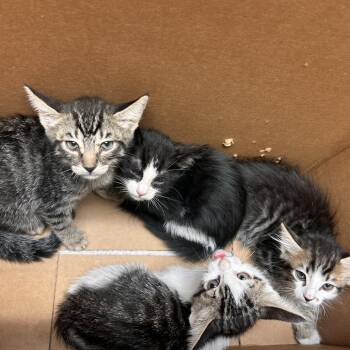 Dodger -  Domestic Medium Hair Cat for Adoption in Flagstaff, Arizona - Dodger | PetCurious