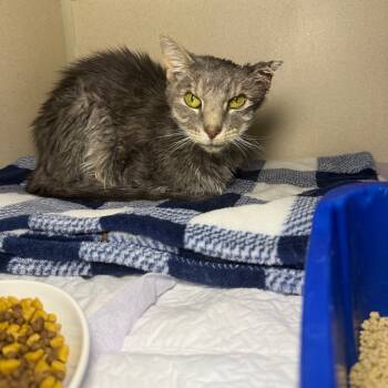 Rescue Domestic Short Hair Cats for Adoption - Ember | PetCurious