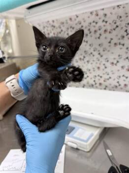 PARKER -  Domestic Short Hair Cat for Adoption in Riverside, California - PARKER | PetCurious