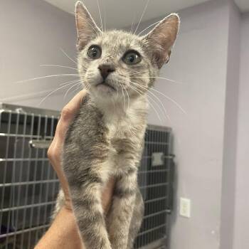 Lucy -  Domestic Short Hair Cat for Adoption in Port Charlotte, Florida - Lucy | PetCurious
