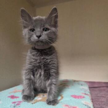 Louis -  Domestic Short Hair Cat for Adoption in Great Falls, Montana - Louis | PetCurious