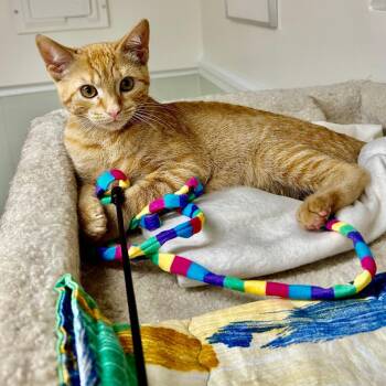 Gina -  Domestic Short Hair Cat for Adoption in Arlington, Virginia - Gina | PetCurious