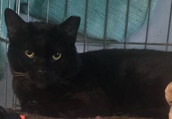 Big Mike -  Domestic Short Hair Cat for Adoption in Eastlake, Ohio - Big Mike | PetCurious