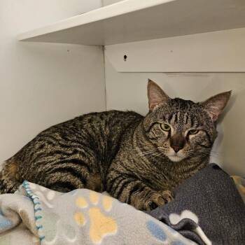 Domestic Short Hair Cats Available for Adoption - Norm Macdonald | PetCurious