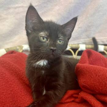 Alice -  Domestic Short Hair Cat for Adoption in Medford, Oregon - Alice | PetCurious
