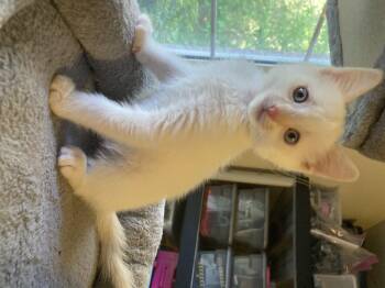 Domestic Short Hair Cats Available for Adoption in Fruit Heights, Utah - Beaker | PetCurious