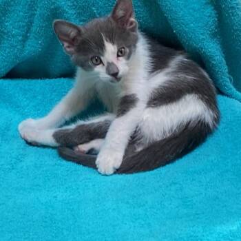 Domestic Short Hair Cats Available for Adoption in Prescott, Arizona - Smoky | PetCurious