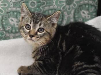 Domestic Short Hair Cats Available for Adoption - Lion | PetCurious
