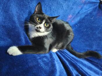 Domestic Short Hair Cats Available for Adoption - Sinna | PetCurious