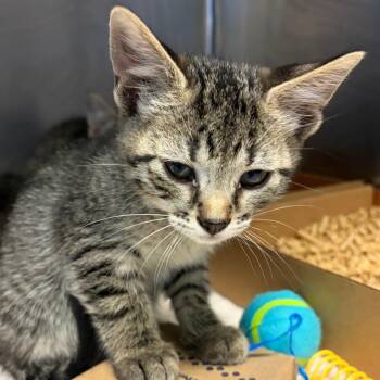 Domestic Short Hair Cats Available for Adoption in Nashville, Tennessee - Lucas Films | PetCurious