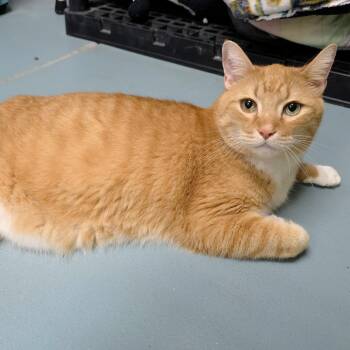 Desmond -  Domestic Short Hair Cat for Adoption in Michigan City, Indiana - Desmond | PetCurious
