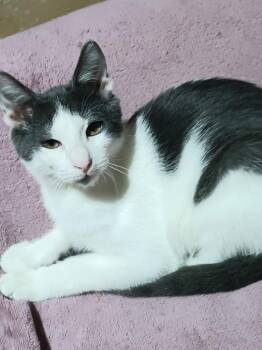 Domestic Short Hair Cats Available for Adoption - Max | PetCurious