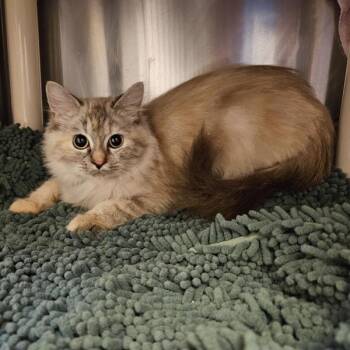 Willow -  Domestic Long Hair Cat for Adoption in Oakland, California - Willow | PetCurious