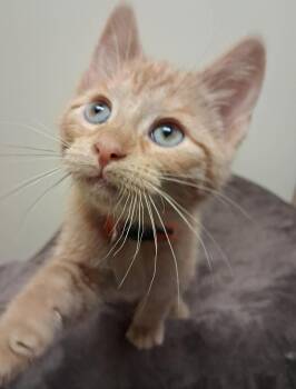 Domestic Short Hair Cats Available for Adoption in Fremont, Ohio - Slinky | PetCurious