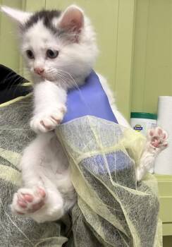 Domestic Short Hair Cats Available for Adoption in Pueblo, Colorado - MILO | PetCurious