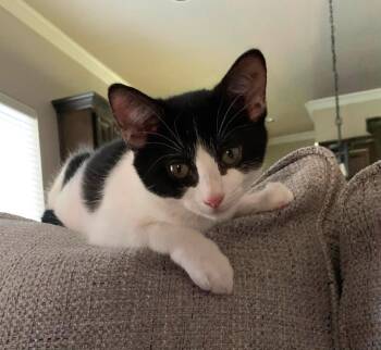 Kayleigh- In Foster Care -  Domestic Medium Hair Cat for Adoption in Rockwall, Texas - Kayleigh- In Foster Care | PetCurious