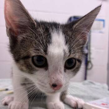 Axl -  Domestic Short Hair Cat for Adoption in Corpus Christi, Texas - Axl | PetCurious