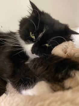 Candy Corn -  Domestic Medium Hair Cat for Adoption in Fall River, Massachusetts - Candy Corn | PetCurious
