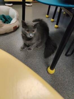 Righteousness -  Domestic Medium Hair Cat for Adoption in Richmond, Virginia - Righteousness | PetCurious
