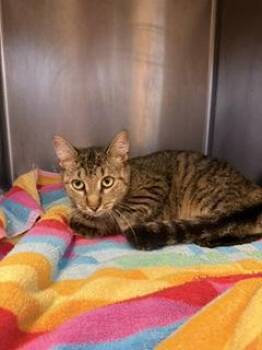 Polly -  Domestic Short Hair Cat for Adoption in South Bend, Indiana - Polly | PetCurious