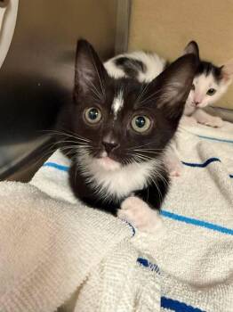 TERRY -  Domestic Short Hair Cat for Adoption in Fort Myers, Florida - TERRY | PetCurious
