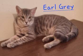 Earl Grey -  Domestic Short Hair Cat for Adoption in Longwood, Florida - Earl Grey | PetCurious