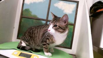 ZIGGY -  Domestic Short Hair Cat for Adoption in Houston, Texas - ZIGGY | PetCurious