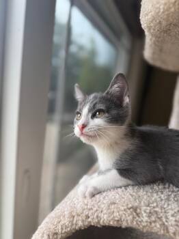 Domestic Short Hair Cats Available for Adoption - Joe | PetCurious