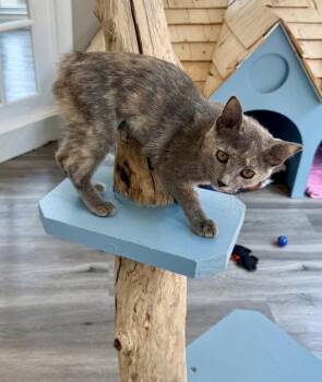 Dusty -  American Bobtail Cat for Adoption in Reston, Virginia - Dusty | PetCurious