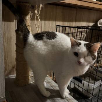 Prynne McCracken -  Domestic Short Hair Cat for Adoption in Merrifield, Virginia - Prynne McCracken | PetCurious
