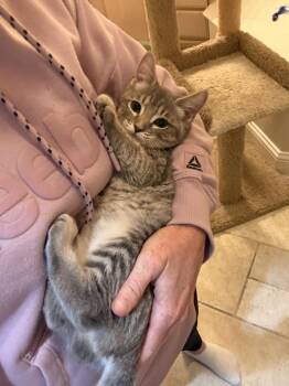 Shimmer -  Domestic Short Hair and Tabby Cat for Adoption in Dallas, Texas - Shimmer | PetCurious