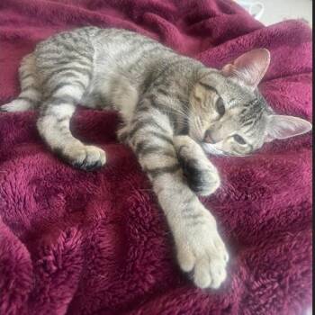 Domestic Short Hair Cats Available for Adoption in Morrison, Colorado - Cream Soda Dicke *Tripod | PetCurious