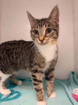 Amina -  Domestic Short Hair Cat for Adoption in Delson, Quebec - Amina | PetCurious