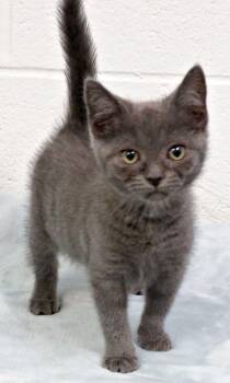 Erica -  Domestic Short Hair Cat for Adoption in Lexington, Virginia - Erica | PetCurious