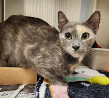 MAUVE -  Domestic Short Hair Cat for Adoption in St. Louis, Missouri - MAUVE | PetCurious