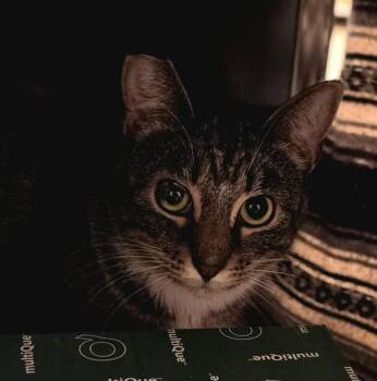 Kent -  Domestic Short Hair Cat for Adoption in Whiting, Indiana - Kent | PetCurious