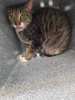 Percy -  Domestic Short Hair Cat for Adoption in Athens, Tennessee - Percy | PetCurious