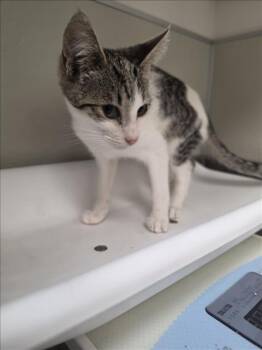 CIABATTA -  Domestic Short Hair Cat for Adoption in Tracy, California - CIABATTA | PetCurious