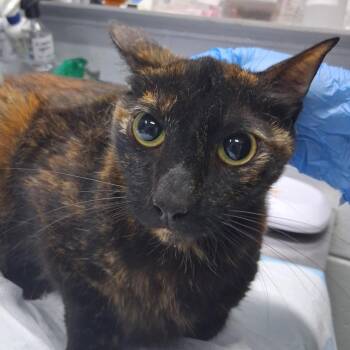 Amber -  Domestic Short Hair Cat for Adoption in Summerville, South Carolina - Amber | PetCurious