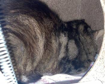 BUDDY -  Domestic Short Hair Cat for Adoption in Clyde, North Carolina - BUDDY | PetCurious
