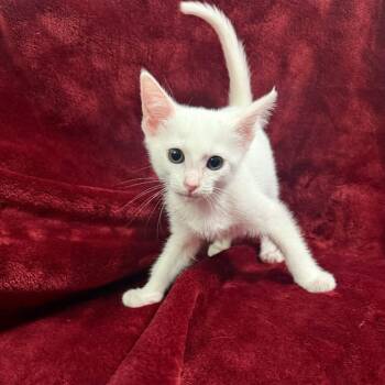 Ottawa -  Domestic Short Hair Cat for Adoption in Brea, California - Ottawa | PetCurious
