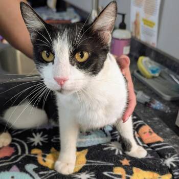 February -  Domestic Short Hair Cat for Adoption in Brighton, Missouri - February | PetCurious