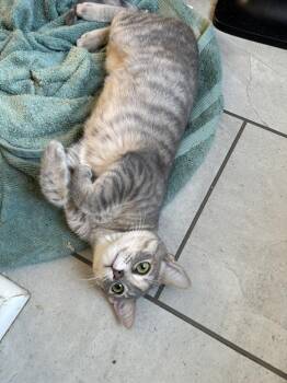 Danny -  Domestic Short Hair Cat for Adoption in Salisbury, North Carolina - Danny | PetCurious