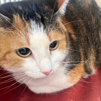 Domestic Short Hair Cats Available for Adoption in Clearwater, Florida - Latte | PetCurious